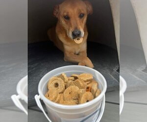 Mutt Dogs for adoption in Chinook, MT, USA