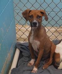 Boxer-Unknown Mix Dogs for adoption in Monroeville, AL, USA