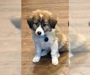 Medium Photo #1 Great Pyrenees-Unknown Mix Puppy For Sale in Royal Palm Beach, FL, USA