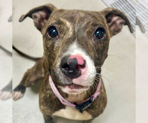 American Pit Bull Terrier-Unknown Mix Dogs for adoption in Jefferson, WI, USA