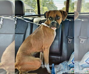 Boxer Dogs for adoption in Dumont, NJ, USA