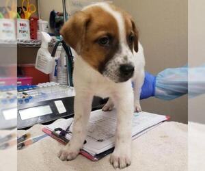 Jack Russell Terrier Dogs for adoption in Tempe, AZ, USA