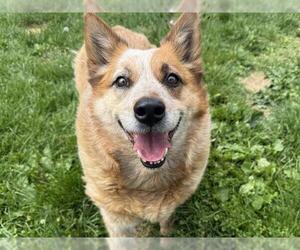 Mutt Dogs for adoption in Pueblo, CO, USA