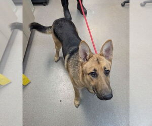 German Shepherd Dog Dogs for adoption in La Porte, IN, USA
