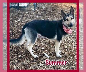 German Shepherd Dog-Unknown Mix Dogs for adoption in Jasper, IN, USA