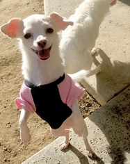 Malchi Dogs for adoption in San Bernardino , CA, USA