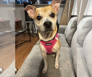 ShiChi Dogs for adoption in Aurora, CO, USA