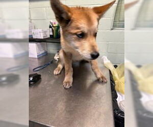 Siberian Husky Dogs for adoption in Stockton, CA, USA