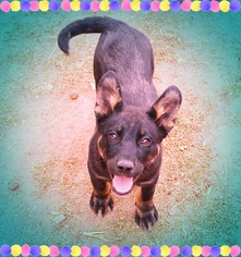 Medium Photo #1 Sheprador Puppy For Sale in Chandler, AZ, USA