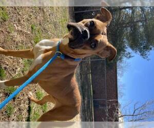 Boxer Dogs for adoption in Brentwood, TN, USA