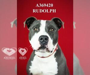 Mutt Dogs for adoption in Stockton, CA, USA