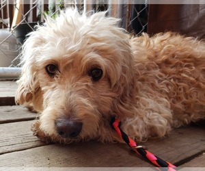 Goldendoodle (Miniature) Dogs for adoption in Anchorage, AK, USA