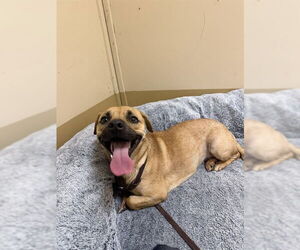 Chug Dogs for adoption in Chula Vista, CA, USA