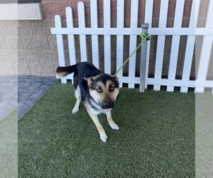 German Shepherd Dog Dogs for adoption in Modesto, CA, USA