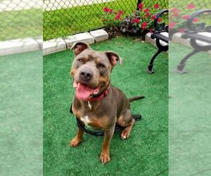 American Staffordshire Terrier-Unknown Mix Dogs for adoption in Perth Amboy, NJ, USA