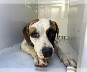 American Pit Bull Terrier-Unknown Mix Dogs for adoption in Visalia, CA, USA