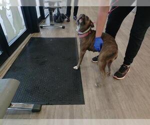 American Staffordshire Terrier Dogs for adoption in Fort Lauderdale, FL, USA