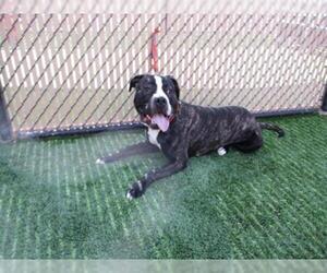 Bulloxer Dogs for adoption in Norco, CA, USA