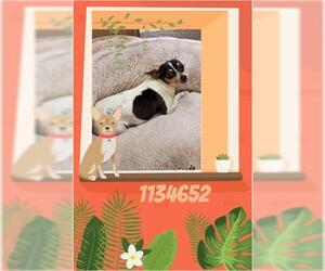 Rat Terrier Dogs for adoption in Henderson, NV, USA
