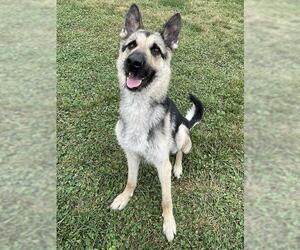 German Shepherd Dog Dogs for adoption in Lee's Summit, MO, USA