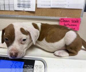 American Pit Bull Terrier-Unknown Mix Dogs for adoption in Conroe, TX, USA