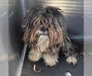 Shih Tzu-Unknown Mix Dogs for adoption in San Antonio, TX, USA