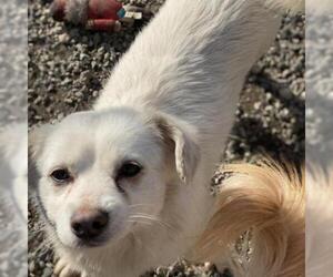 Tibetan Spaniel Dogs for adoption in San Pablo, CA, USA