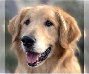 Golden Retriever Dogs for adoption in San Bernardino , CA, USA