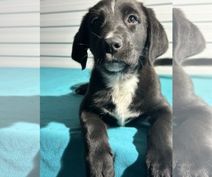 Labrador Retriever-Unknown Mix Dogs for adoption in Tarrytown, GA, USA