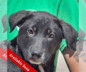 German Shepherd Dog-Unknown Mix Dogs for adoption in Huntley, IL, USA