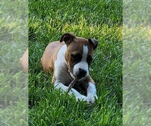 Bullboxer Pit Dogs for adoption in Kannapolis, NC, USA
