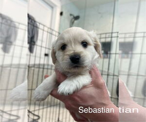 Maltese-Unknown Mix Dogs for adoption in Bellevue, WA, USA