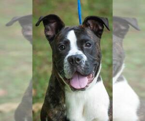 Boxer Dogs for adoption in Johnson City, TN, USA