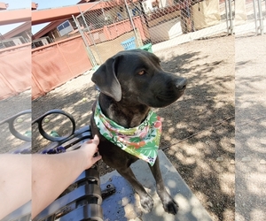Labmaraner Dogs for adoption in Phoenix, AZ, USA
