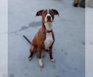 Doberman Pinscher Dogs for adoption in Roanoke, VA, USA