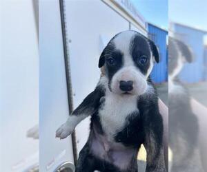 Labrador Retriever-Unknown Mix Dogs for adoption in Houston, TX, USA