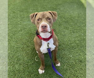 Mutt Dogs for adoption in Las Vegas, NV, USA