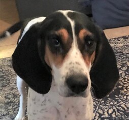 Treeing Walker Coonhound Dogs for adoption in Genesee, WI, USA