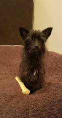 Medium Photo #1 Cairn Terrier-Unknown Mix Puppy For Sale in Baltimore, MD, USA