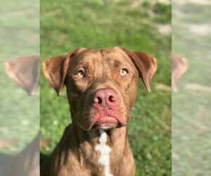 Labrador Retriever-Unknown Mix Dogs for adoption in Lee's Summit, MO, USA