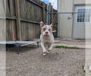 American Pit Bull Terrier Dogs for adoption in Evansville, IN, USA