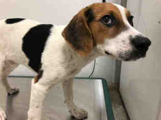 treeing walker beagle mix