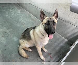 German Shepherd Dog Dogs for adoption in Pasadena, CA, USA