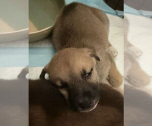 Huskimo Dogs for adoption in Banning, CA, USA