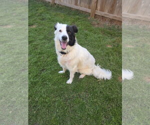 Aussie Pyrenees Dogs for adoption in Houston, TX, USA