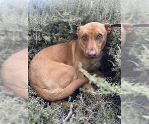 American Pit Bull Terrier Dogs for adoption in Orange, CA, USA