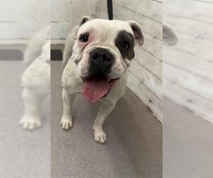 Bulldog Dogs for adoption in San Bernardino, CA, USA