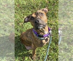 American Staffordshire Terrier Dogs for adoption in Fort Lauderdale, FL, USA
