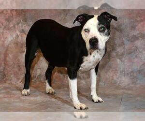 American Pit Bull Terrier Dogs for adoption in West Valley, UT, USA