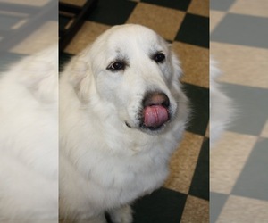 Great Pyrenees Dogs for adoption in Lockport, NY, USA